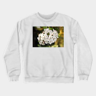 Burkwood Viburnum Crewneck Sweatshirt